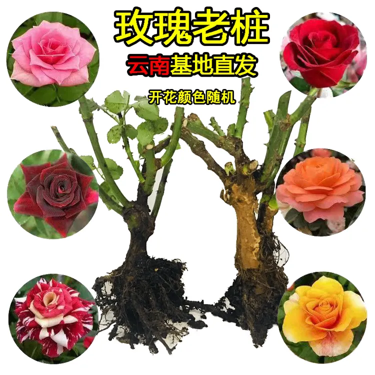 玫瑰老桩树苗大花盆栽浓香型玫瑰老根多色庭院月季花蔷薇耐热耐寒商品图