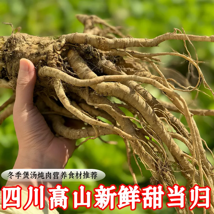 四川高山新鲜当归药食同源当归滋补气血当归包邮