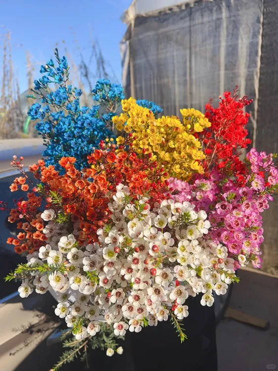 10款a级【澳洲腊梅】多色系鲜花朵插花束鲜切花卉云南「大花」顺丰