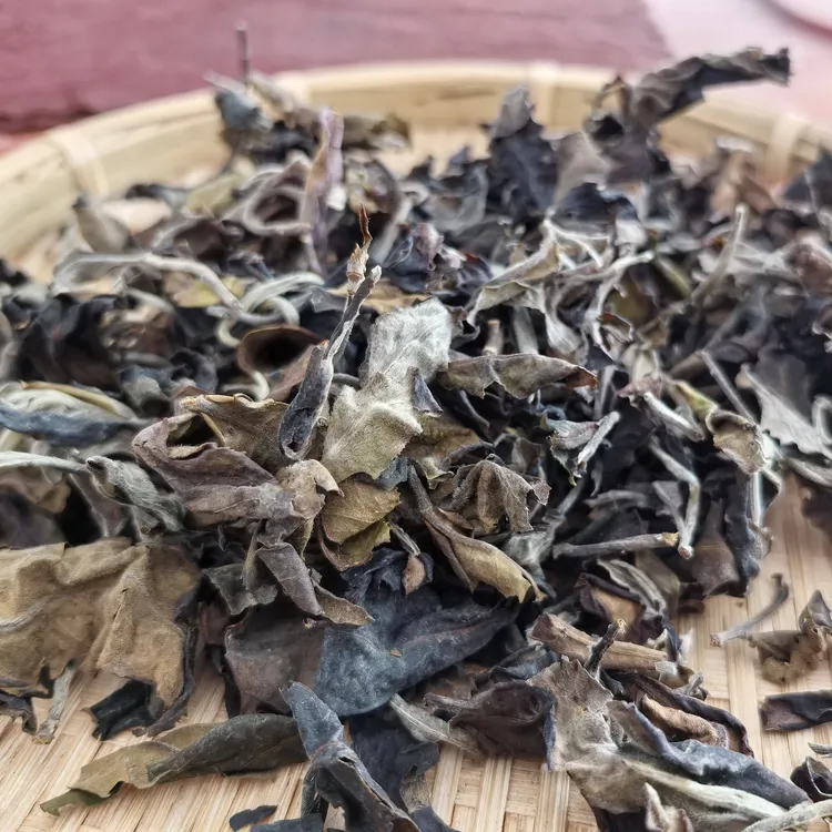 老品种月光白 白茶花香蜜香云南月光白白茶