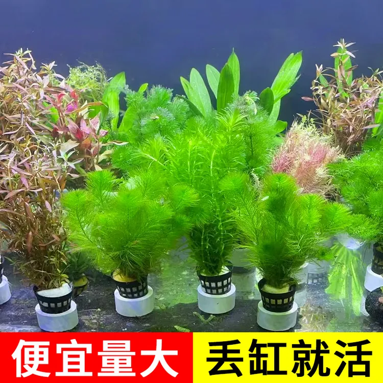 鱼缸懒人水草植物淡水有茎草缸造景水族箱中后景净化水质真草套餐