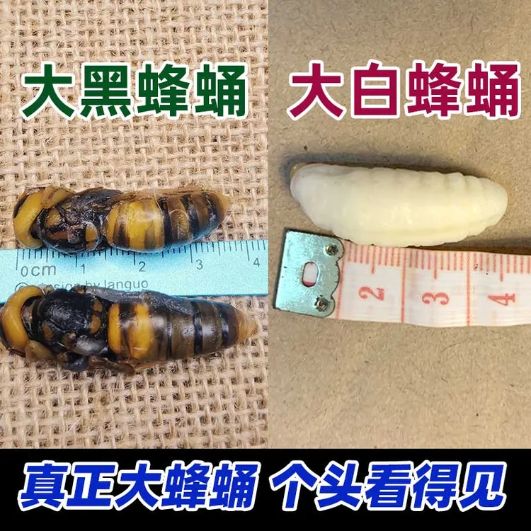 蜂蛹虎头蜂四（阶段）级黑蜂勇马蜂新鲜昆虫速冻食用昆虫金环虎头蜂