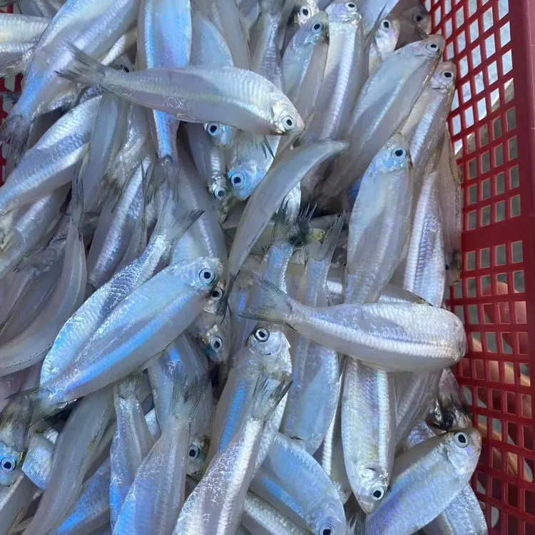 湛江新鲜小白鱼，码头直销，顺丰包邮