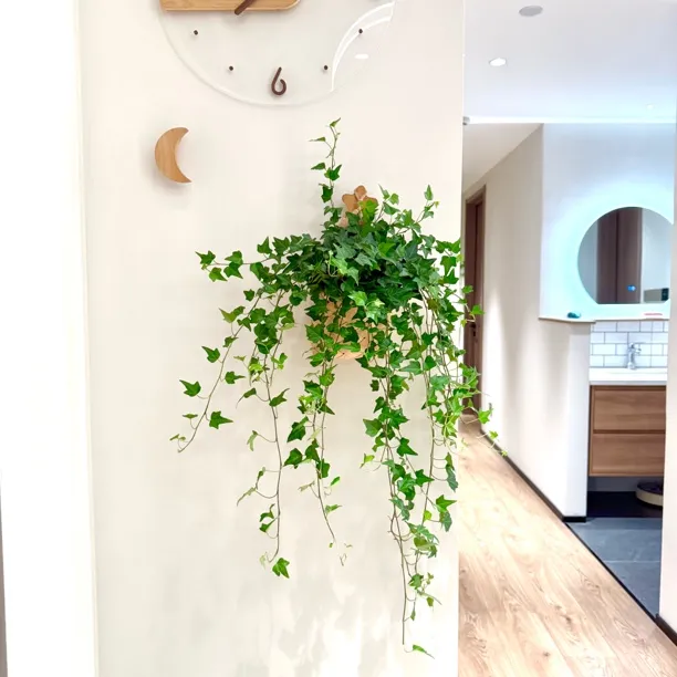 垂藤枫叶常春藤垂吊植物室内阳台好养四季常青净化空气绿植盆栽