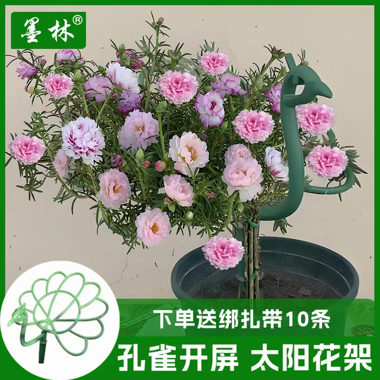 太阳花花架孔雀开屏造型架耐风化塑料重瓣大花马齿苋蟹爪兰吊兰架商品图