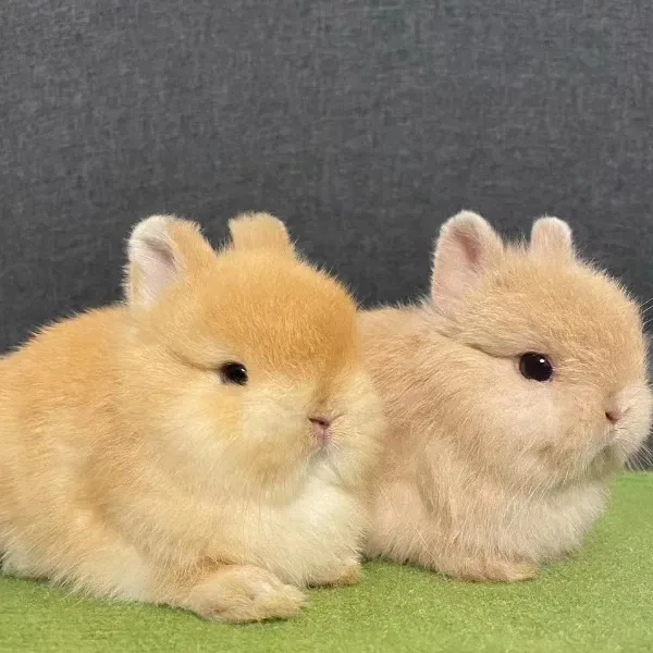 双血侏儒兔宠物兔金丝熊，顺丰包邮宠物兔子中华兔子宠物