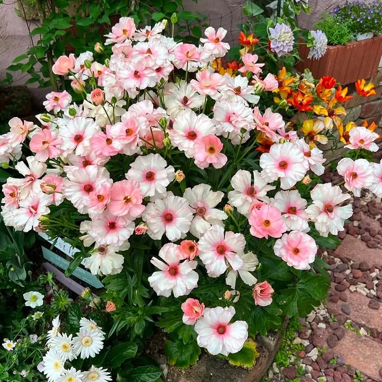 花自开【催芽球】蝴蝶花毛茛系列 催芽球多年生球根花卉种球