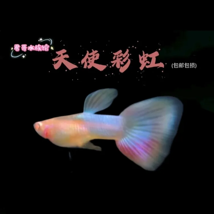 （天使彩虹）精品孔雀鱼公母发货入鱼缸不包损