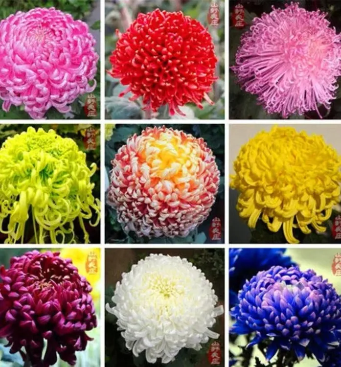 混色重瓣菊花种子浓香耐寒易活带芽多年生四季开花阳台庭院