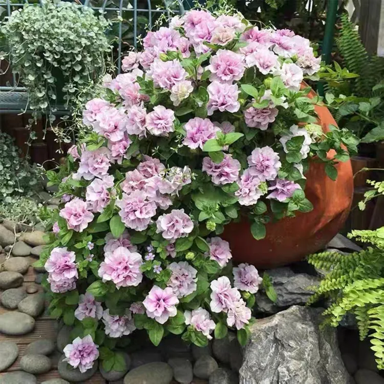 超级矮牵牛花苗盆栽阳台垂吊花卉重瓣冰淡紫百万小玲伊丽莎白带花