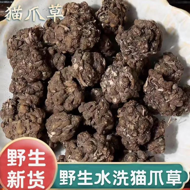 山区挑选猫爪草人工挑选猫爪草正品猫抓草特产可搭配山慈菇夏枯草