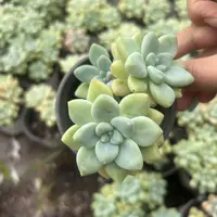 多肉 尾货奶昔 （满9.9包邮）