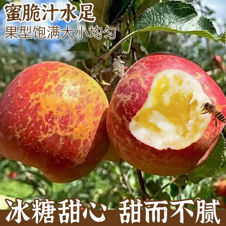 昭通苹果冰糖心丑苹果脆甜爆汁新鲜现摘水果