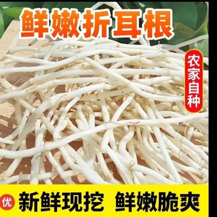 【现挖现发】新鲜洗净折耳根鱼腥草嫩根节节根凉拌蔬菜保质保量