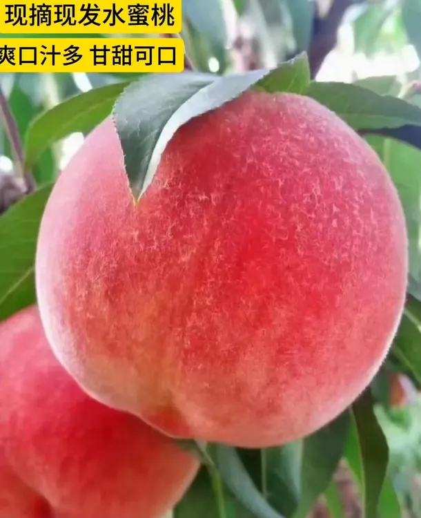 新鲜 突围水蜜桃  现摘现发  
