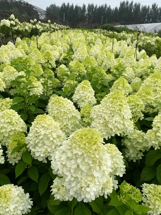 东北耐寒大花绣球圆锥大苗加仑盆六八北极