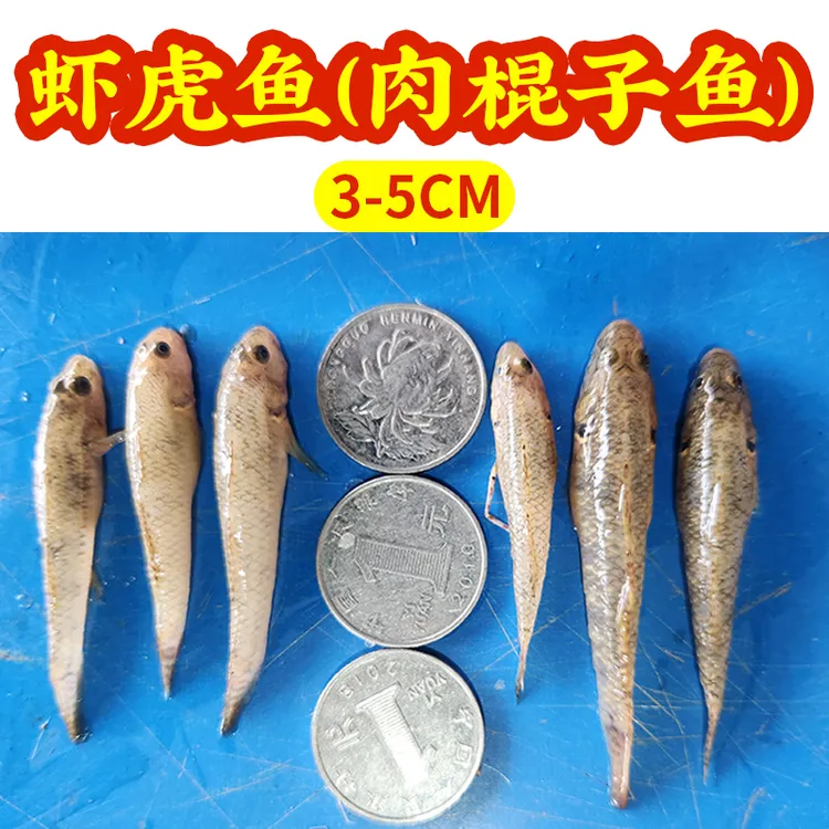 （水族饵料专用）虾虎鱼3-5cm小野鱼杂鱼原生鱼鲜活打包速冻锁鲜