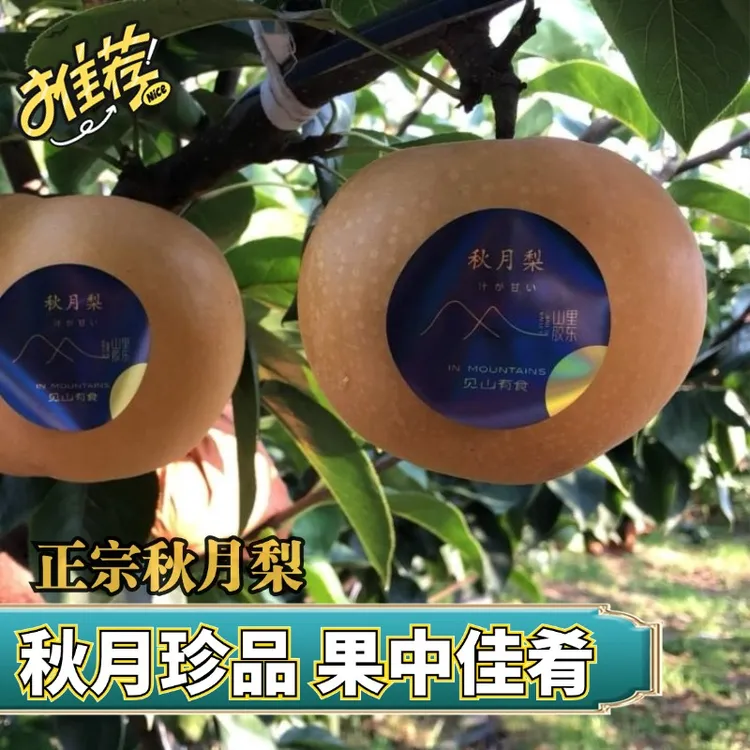 正宗秋月梨果肉细腻皮薄清脆汁水足  新鲜甘甜顺丰京东包邮