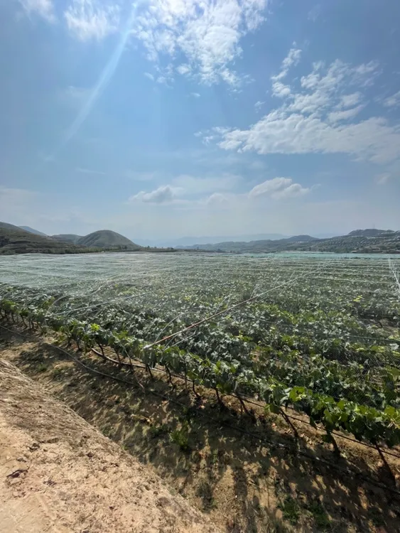 新鲜采摘应季葡萄脆甜多汁早夏黑葡萄产地直发