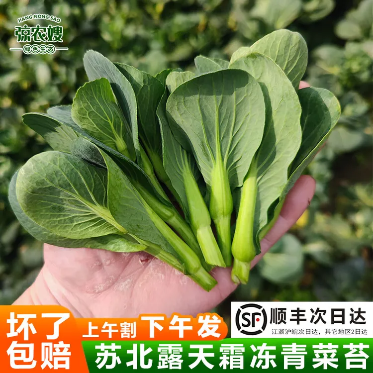 苏北农家露天青菜苔新鲜霜冻菜心苏州青油菜苔黑菜尖青菜芯白菜苔