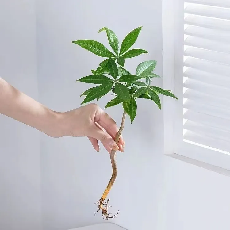 【恭喜发财】水培植物发财树办公室内客厅桌面花卉盆栽净化绿植