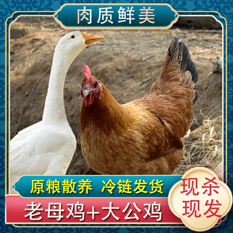 【穗儿】黄油老母鸡3只+赠1只大鹅4只净重11斤农家散养土鸡