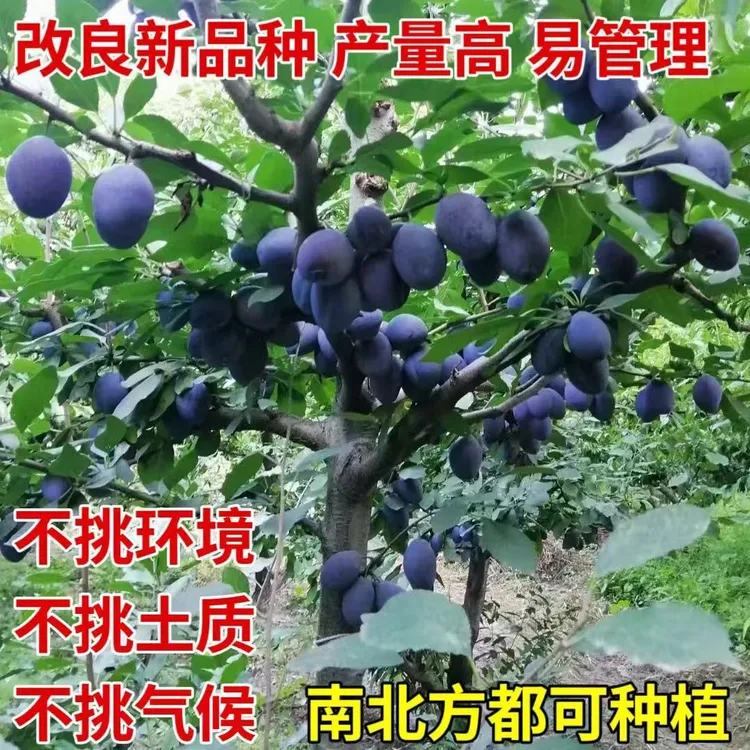 西梅李树苗盆栽地栽南方北方种植