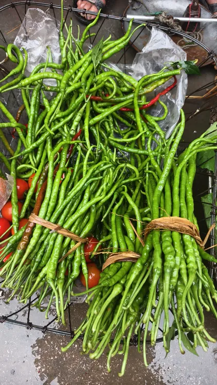 贵州本地新鲜鸡肠子青辣椒农家露天种植特辣线椒