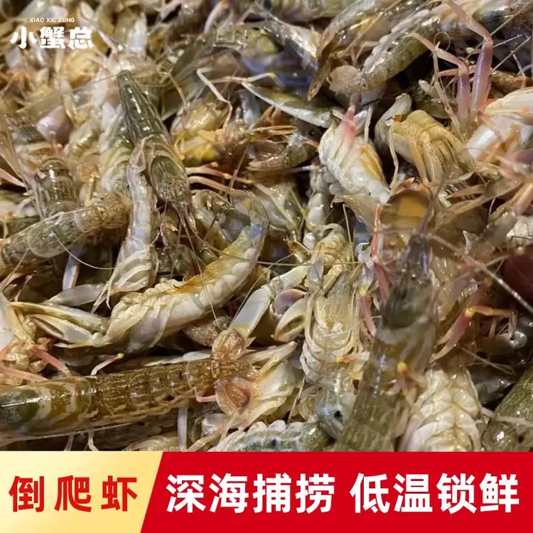 北麂倒爬虾野生深海虾叮当虾低温活冻200克/盒