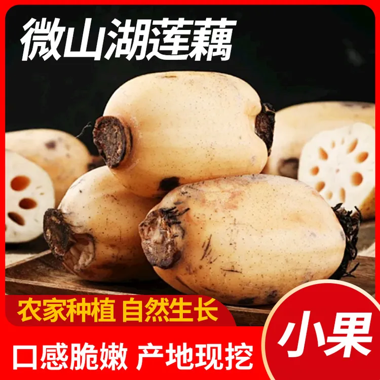 【小果】微山湖莲藕新鲜原生态源头发货（3两左右）