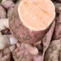 黄金板栗红薯黄心新鲜现挖蔬菜地瓜香甜沙地番薯糖心减脂