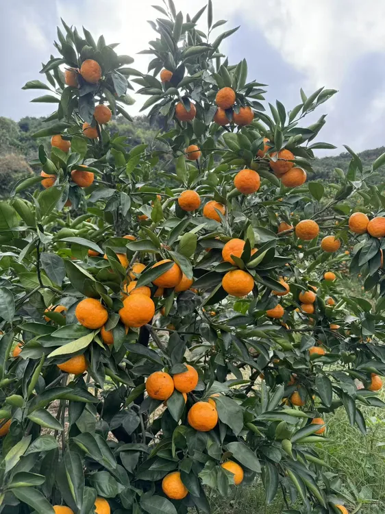 正宗临海涌泉高山蜜桔孕妇无打蜡新鲜水果当季无核皮薄现摘现发
