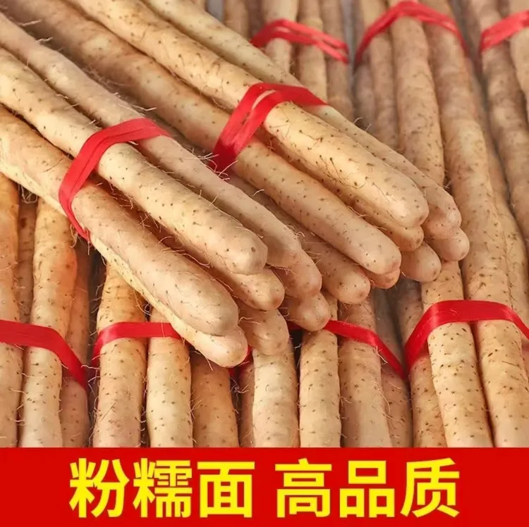 正宗小白嘴山药50-70公分新鲜粉糯香甜滋补山药（带土发货7-11根）