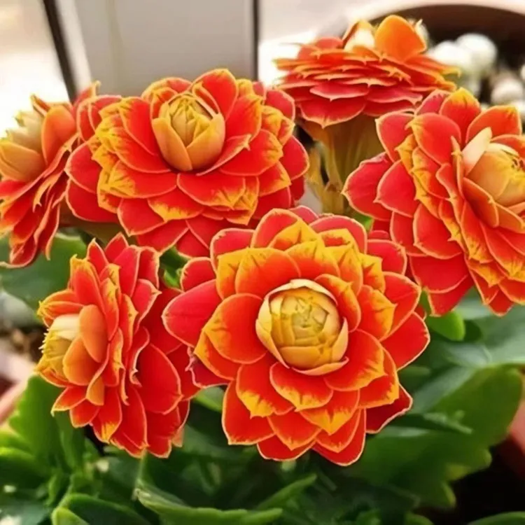 【带花苞发货】长寿花 长寿花盆栽 四季开花 桌摆盆栽花卉绿植