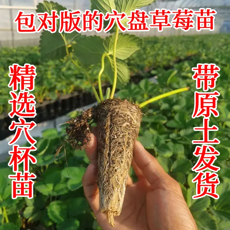 【脱毒草莓苗】脱毒二代穴盘香野粉玉金刚盐莓黑珍珠盆栽地栽种球