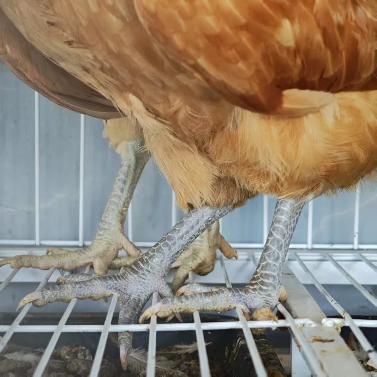 【农家土母鸡】一年老母鸡放养自然五谷现称现宰现发冷新鲜到家