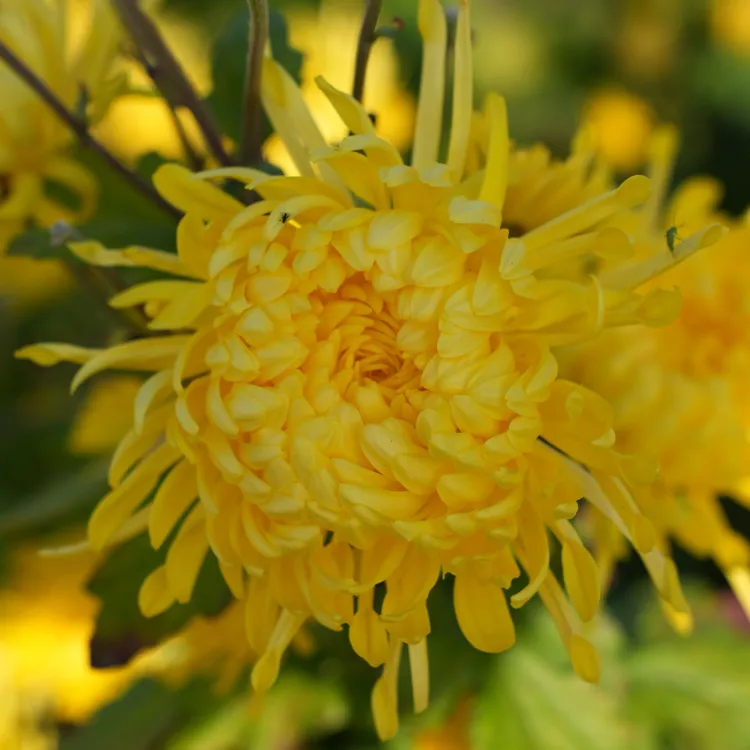 菊花茶金丝皇菊独立包装30包拍一发二60袋