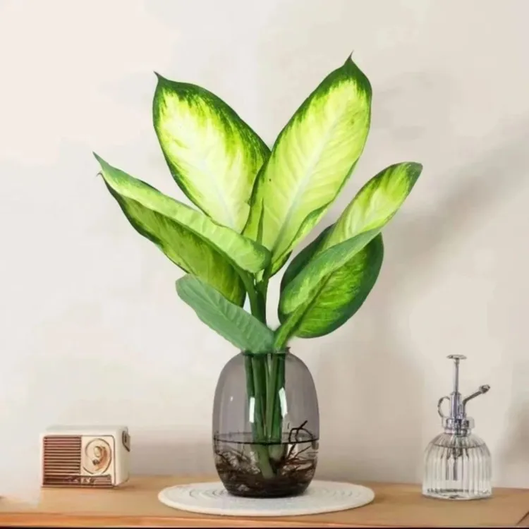 30厘米玛丽安粉黛万年青水培盆栽办公室桌面清新绿植
