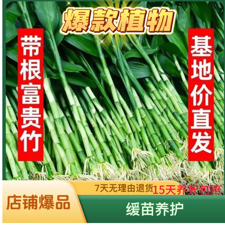 [平台热卖爆款]带根富贵竹文昌竹观音竹植物水培室内花卉绿植盆栽