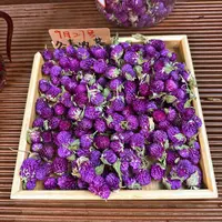 大理头采紫巧梅 花中紫宝石 冬青严选