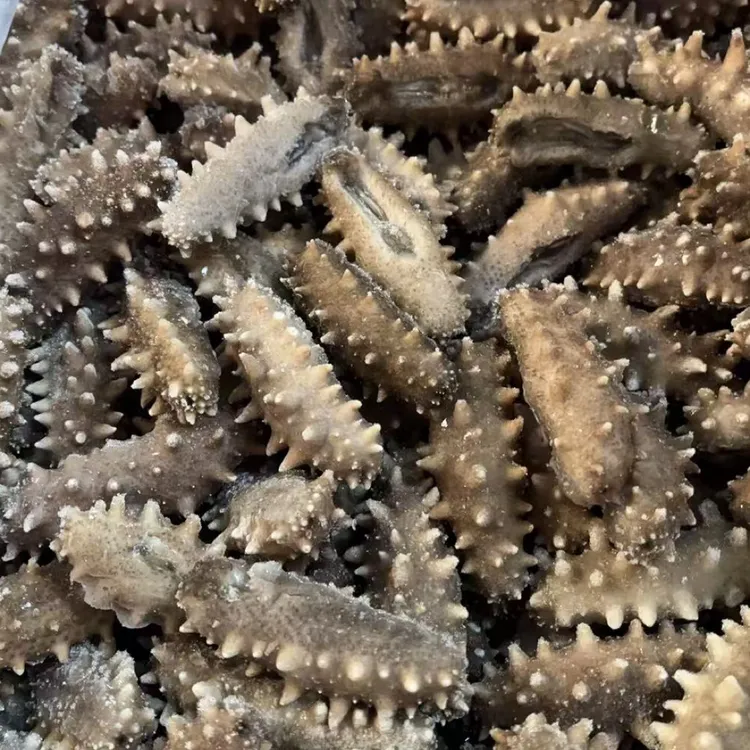 【顶口，鲜食海参】三块五毛五一根，解冻即食海参 顺丰包邮 大连海参