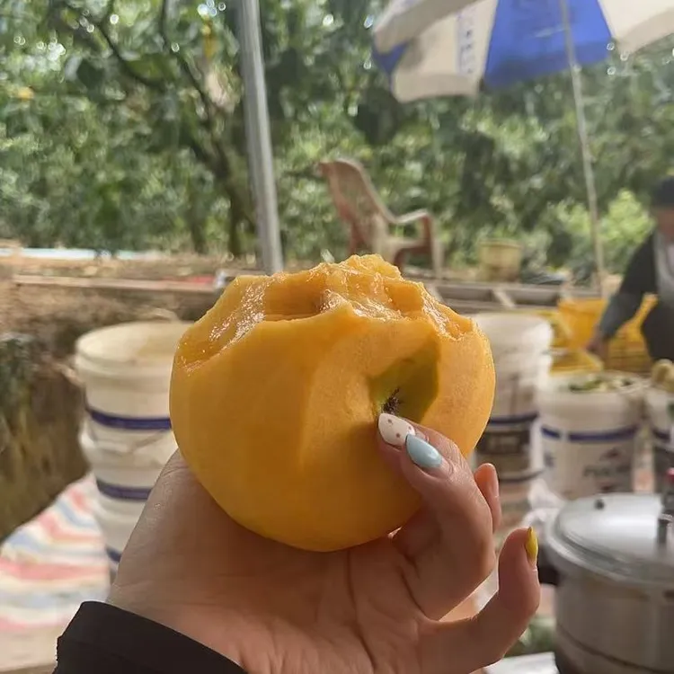 果王特大果王新鲜无核水果脆柿网红水果产地直发柿子甜脆柿子