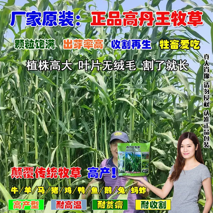 高丹王牧草种子：产量高多茬收割大叶无毛，牛羊猪鸡鸭鱼鹅兔均喜食商品图