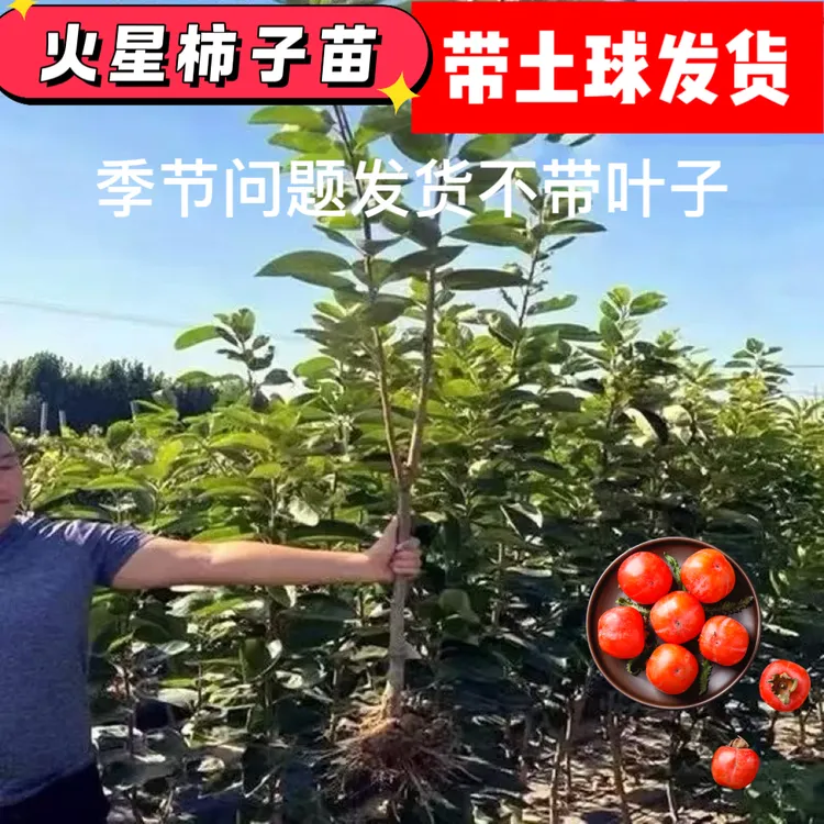 A柿子树苗嫁接果树苗南北方种植地栽火晶柿脆甜柿子树苗当年结果商品图