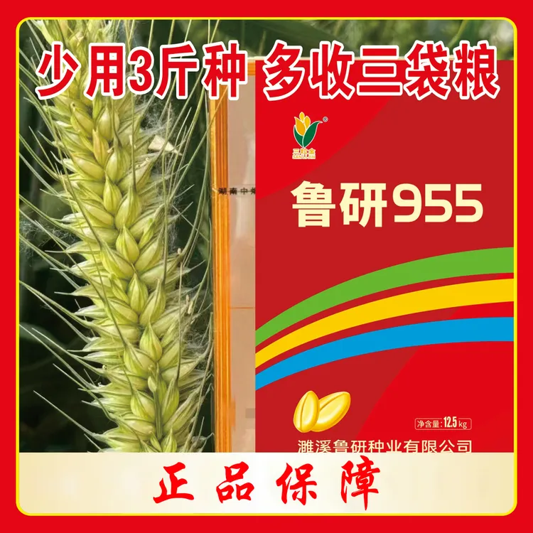 国审鲁研955【左】抗倒伏耐寒耐旱抗病性好高产小麦正品保真
