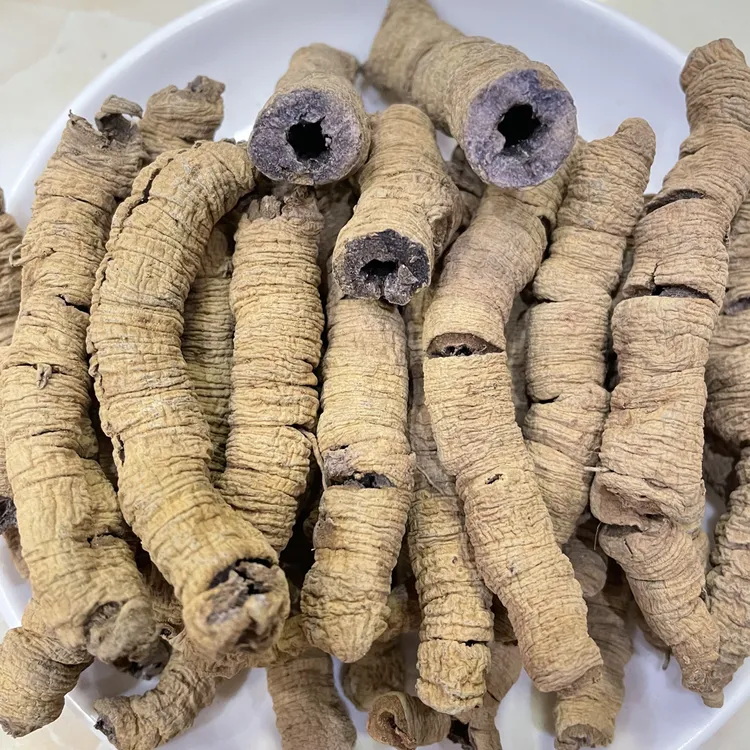 大山深处种植的山货干品巴戟天