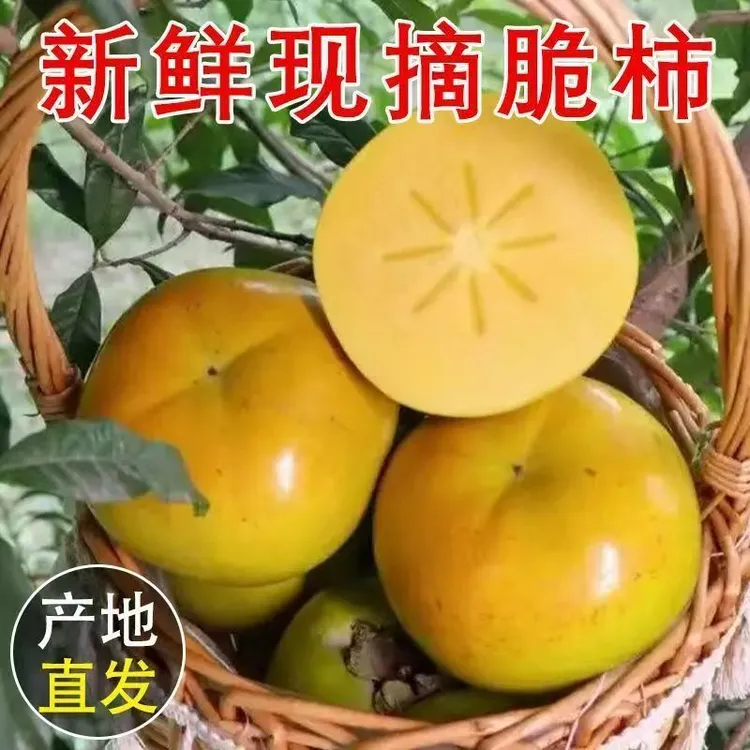 S新鲜巧克力脆柿子水果当季净重4.5斤