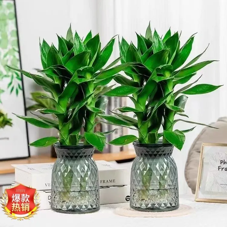 [买一送一]水培观音竹室内绿色四季桌面盆景盆栽懒人易活吸甲醛