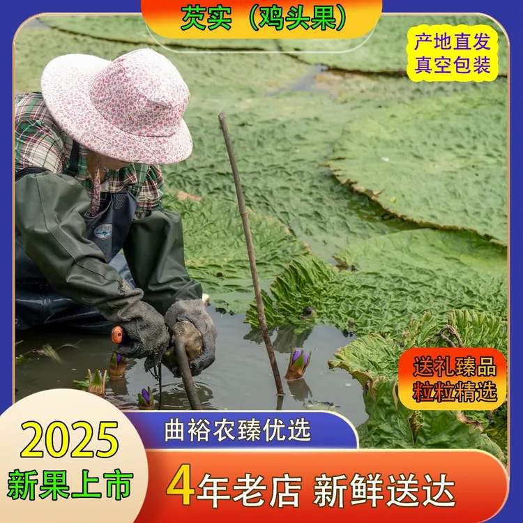 2025新果少量上市 每人限购1袋 尝鲜价天长鸡头果 鸡头米产地直发