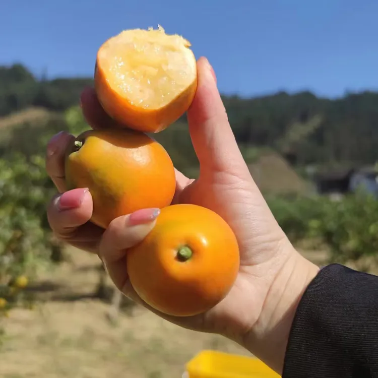 【脆蜜果王】融安3代脆蜜金柑新鲜应季水果三代脆蜜金桔鲜果顺丰